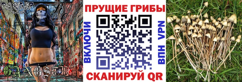 Галлюциногенные грибы Psilocybine cubensis  закладка  Арсеньев 